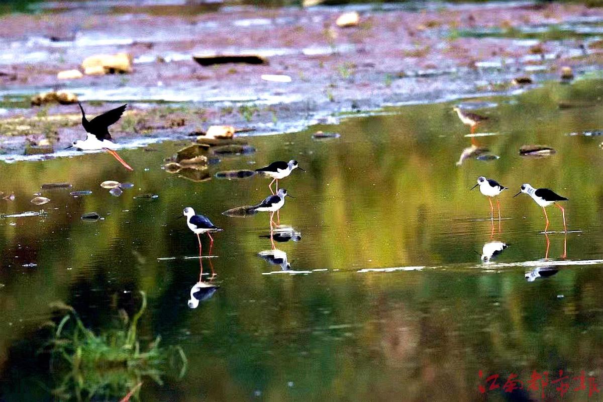 鳥(niǎo)界“名?！薄八掀鹞琛?>
<h3>鳥(niǎo)界“名模”“水上起舞”</h3>
</a>
</li>
<li>
<a href=